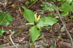 Green trillium